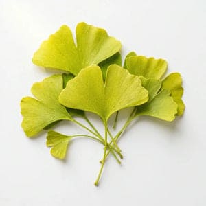 Ginkgo Biloba