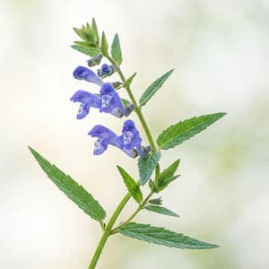 Skullcap Root